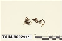 藏品(羽苔科 )的圖片